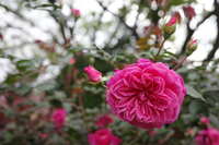 https://images.plurk.com/3aDO5pkeEIZ6zwmcmCsYip.jpg