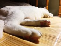 https://images.plurk.com/3ag74PvFiHbRcGZaeSis.jpg