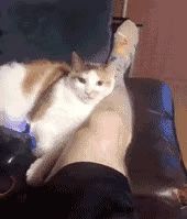 https://images.plurk.com/3bb7F6B2sI7aH3GhnTB61s.gif