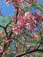 https://images.plurk.com/3cpHTyNZKyom9q3ZOW5Oy5.jpg