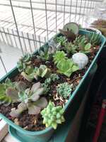 https://images.plurk.com/3eFswsNsAQcjDtUeqT9A9e.png