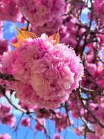https://images.plurk.com/3fkyJ0WXJ2gc1rP2Q4voKW.jpg
