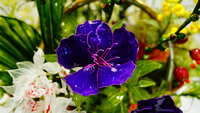 https://images.plurk.com/3ft2oPzp2YinSw6i29HgJA.jpg