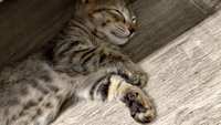 https://images.plurk.com/3gVRZmgNOexPkAAlJqKmdr.jpg
