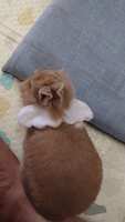 https://images.plurk.com/3hKRlhJnP1hlA3abJc8gbs.jpg