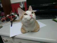 https://images.plurk.com/3hXyQJrsESeNV6Cqkd0fTN.jpg