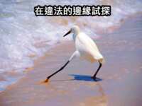 https://images.plurk.com/3i1D0GgJtvfZC1xSzuh7ge.png