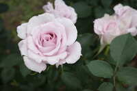 https://images.plurk.com/3iNnyrrfpoGNl09kEGREfw.jpg