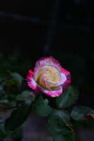 https://images.plurk.com/3jBbGuNFjQ7BGmUpnDc7C1.jpg