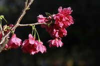 https://images.plurk.com/3jSw99eAc86cuI6FQ55boH.jpg