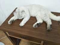 https://images.plurk.com/3lNjjQsWUvjVjoWp0ulDRT.jpg