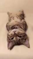 https://images.plurk.com/3lTp3rEnsDmEksFosPeIb1.gif