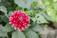 https://images.plurk.com/3mfcxWJFH7pd3NMAKOS7Si.jpg