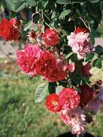 https://images.plurk.com/3nNJxVqrCXKdB6rU4uJLfO.jpg