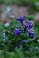 https://images.plurk.com/3ofaF0nPKg9XsEt4A08AVO.jpg