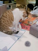 https://images.plurk.com/3pgls45mLOM9JUNjGLeW60.jpg