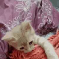 https://images.plurk.com/3qOqLJuCOUGB5936fgHitG.gif