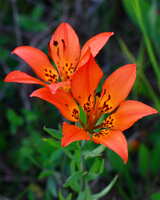 https://images.plurk.com/3rTOnYiGF6ZoNtIek5NPm5.jpg