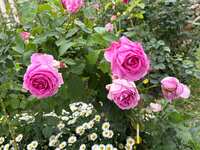 https://images.plurk.com/3sOvfusKNrSCIfnR5m9ee3.jpg