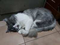 https://images.plurk.com/3sxb3gSMysBSeAD92U9P55.jpg