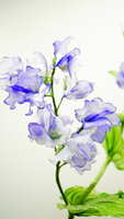 https://images.plurk.com/3tlN6FUMoB9lJqwBwKyTCL.jpg