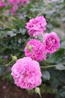 https://images.plurk.com/3urIF0z1WOtnvGbE3cGdiX.jpg