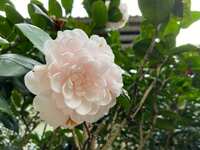 https://images.plurk.com/3v9CXj3NMpOINxgt1FojXw.jpg