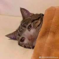 https://images.plurk.com/3vIBniENn8ATHeyzu8hPBv.jpg