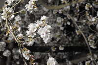 https://images.plurk.com/3vLMieUggDqQ6C6mFT0Xd8.jpg