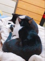 https://images.plurk.com/3vgPCEI9CpAfkqBi6X5asF.gif