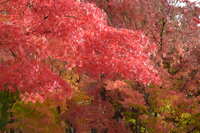 https://images.plurk.com/3w5uYM7VWUKMJx6JKWpWHP.jpg