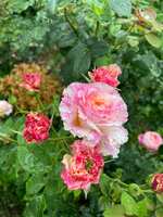 https://images.plurk.com/3w9glux3S2aFICHuLEmyCy.jpg