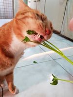 https://images.plurk.com/3wT5j9Db7kvcK4g3XAbRoO.jpg