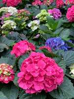 https://images.plurk.com/3x0P4dFHd0a6S8ohB8PQue.jpg