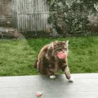 https://images.plurk.com/3xQL5nxjTadeec2HVSQs3b.gif