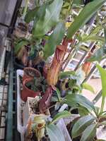 https://images.plurk.com/3xhSbK2eNZy4DVbVW0a1Yx.jpg