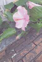 https://images.plurk.com/3zcYgZN2F9DXwbdWLITUsv.jpg