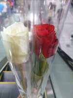 https://images.plurk.com/3zcuBfC7qfeSJxsQubSNZv.png