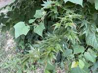 https://images.plurk.com/40x2FBjvqMQEsZE83Lgtwb.jpg