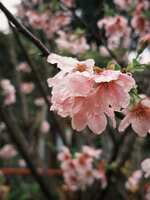 https://images.plurk.com/421FARbK8x87myX6LwIehy.jpg