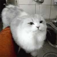 https://images.plurk.com/424aSGb3BibVMIYdyTpQpU.gif