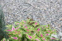 https://images.plurk.com/42QbKWYLX0R3qIeXs6jgjX.jpg