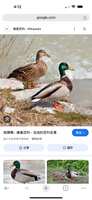 https://images.plurk.com/43Wrc23TQ18jgeQELNG0KT.png