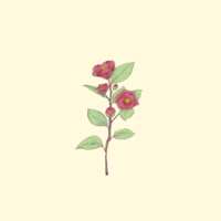 https://images.plurk.com/44DWeonzO6Pb3q21kyOavb.png