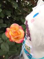 https://images.plurk.com/44lQRVophB63ZKFtUe780R.jpg