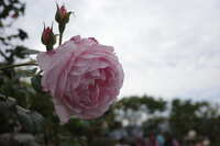 https://images.plurk.com/45LcoEGr5QebWdspMcIFYO.jpg