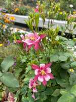 https://images.plurk.com/46zGwjobN4RG6DgNLTLpD6.jpg
