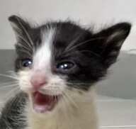 https://images.plurk.com/471vBo2wxhy28Hs7saf9cd.jpg