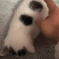 https://images.plurk.com/47FrmsuNZffINFKEsMAQ7q.gif