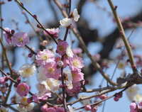 https://images.plurk.com/47dKbLT4oR2MSKrWB1Amj8.jpg